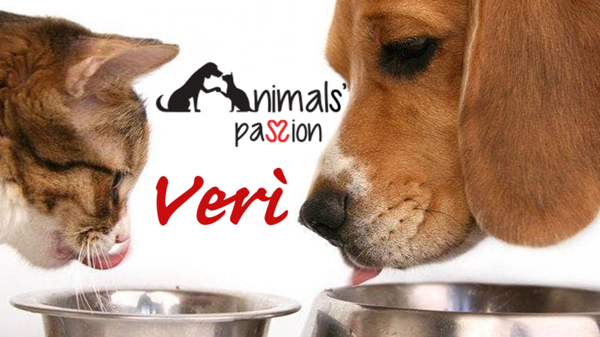 VERÌ SRL - ANIMALS' PASSION